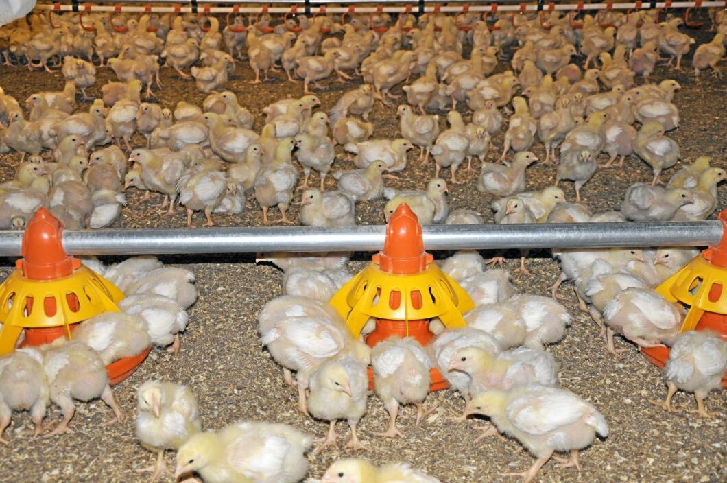 Jordbruksverket tror att det kan dröja minst ett år innan produktionen är uppe på samma nivå som i dag.