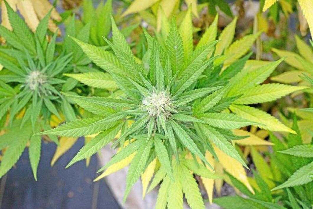 Flera länder legaliserade medicinsk cannabis för medicinskt bruk förra året.