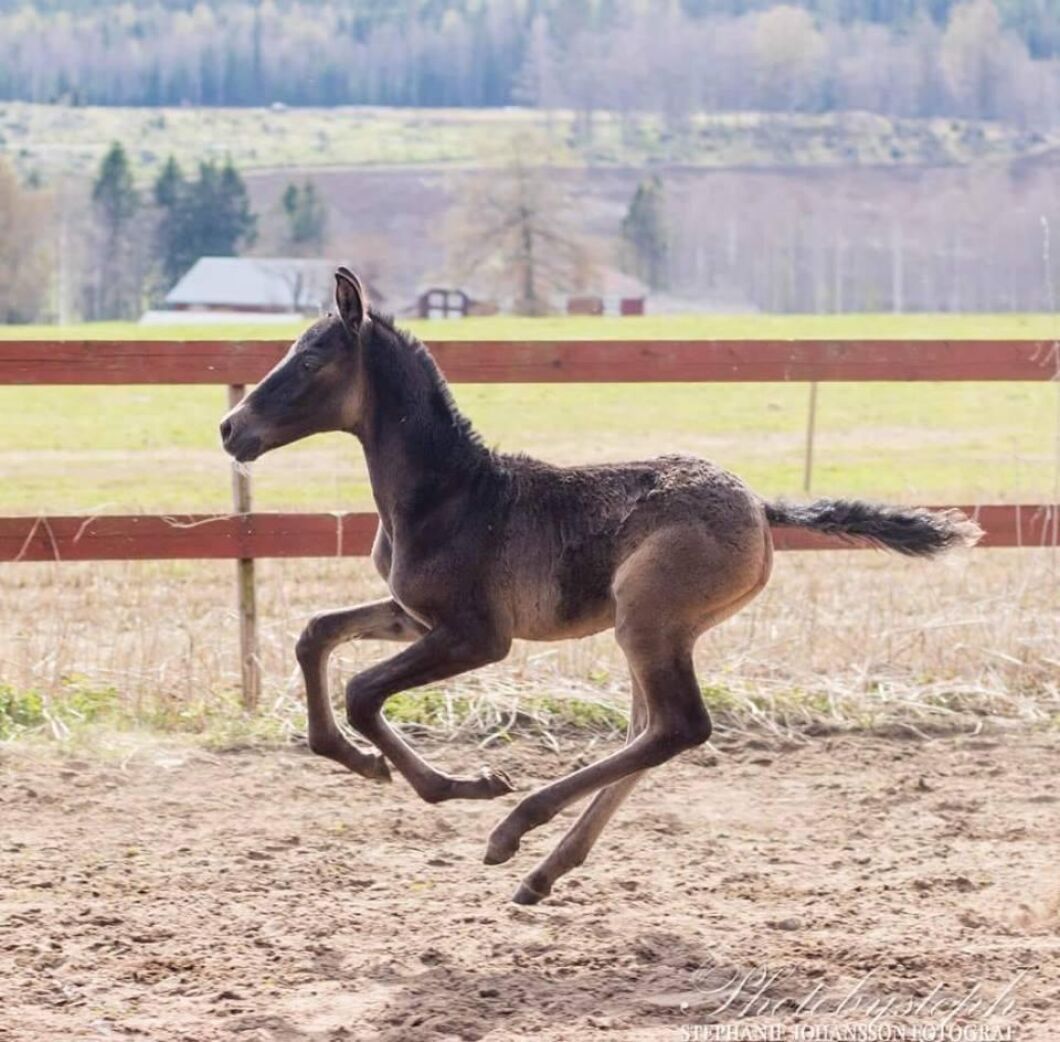 Här är Flisan, som fick den tuffa starten, ute i hagen för första gången. Full rull. Foto: Maria Ljung.