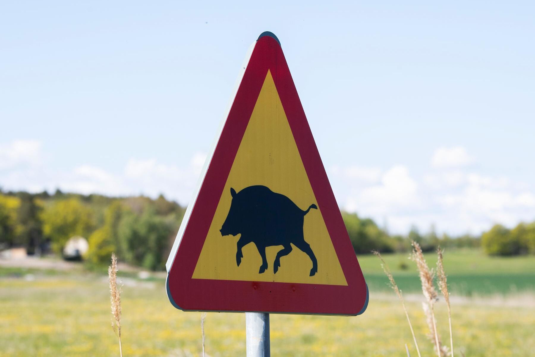 Norska livsmedelsmyndigheten ska betala för vildsvin som skjutits i Norge. Arkivbild.