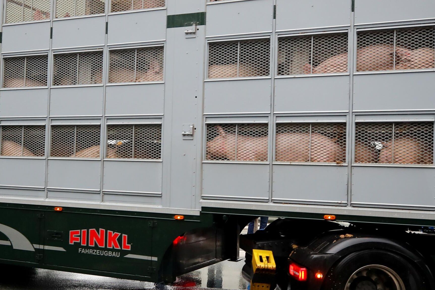 Slaktgrisar anländer till Tönnies slakteri i Rheda-Wiedenbrueck den 16 juli efter att slakteriet återöppnat efter ett covid 19-utbrott.