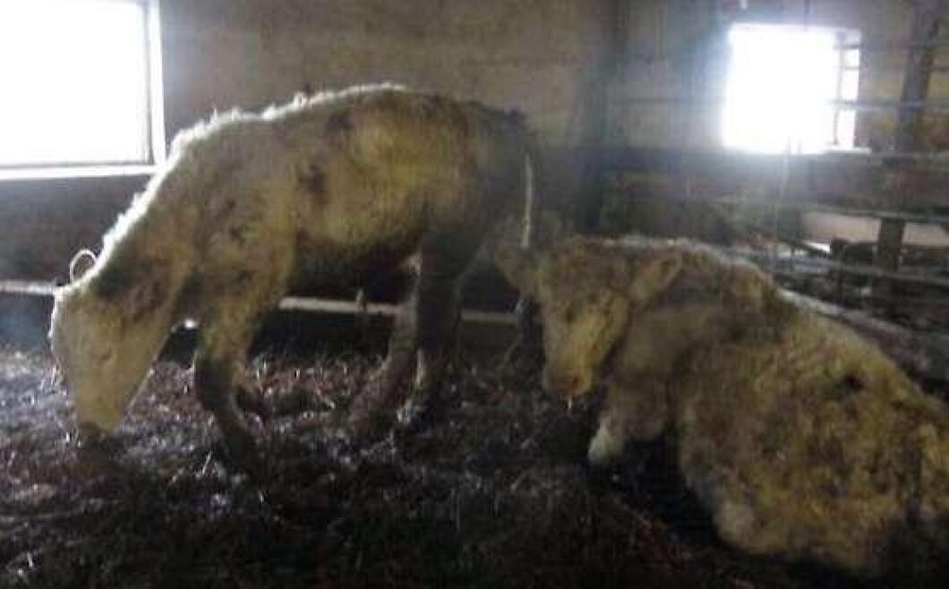 Vid kontrollen noterades sjuka djur som gick gå i högar av gödsel under delvis nedrasat innertak.