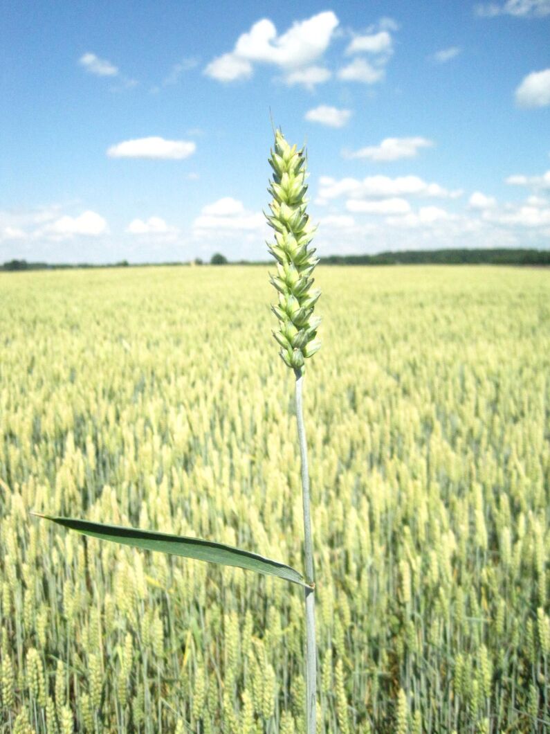 I stort sett salmonellafritt på svenska växtodlingsgårdar.