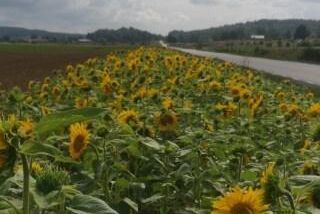Solroslängan går längs vägkanten med en sträcka på 300 meter, och fyra meter i bredd.