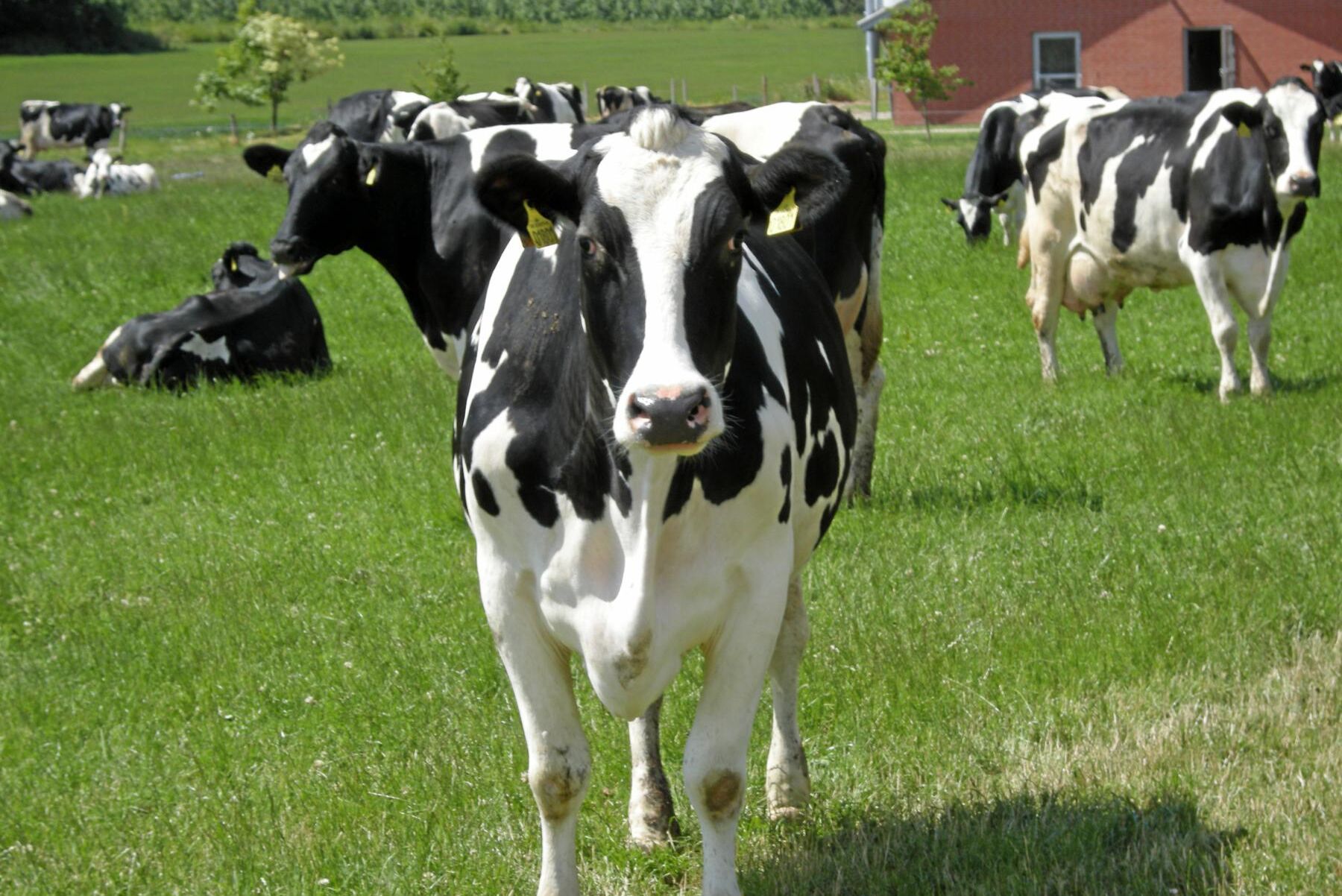 Nu kommer 17 procent av den totala mjölkinvägningen från ekologiska gårdar visar siffror från Jordbruksverket.