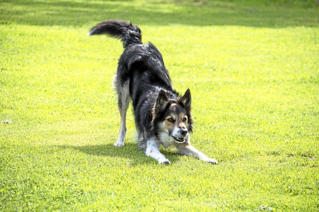 Border collien tycker om att träna och behöver mycket stimulans.