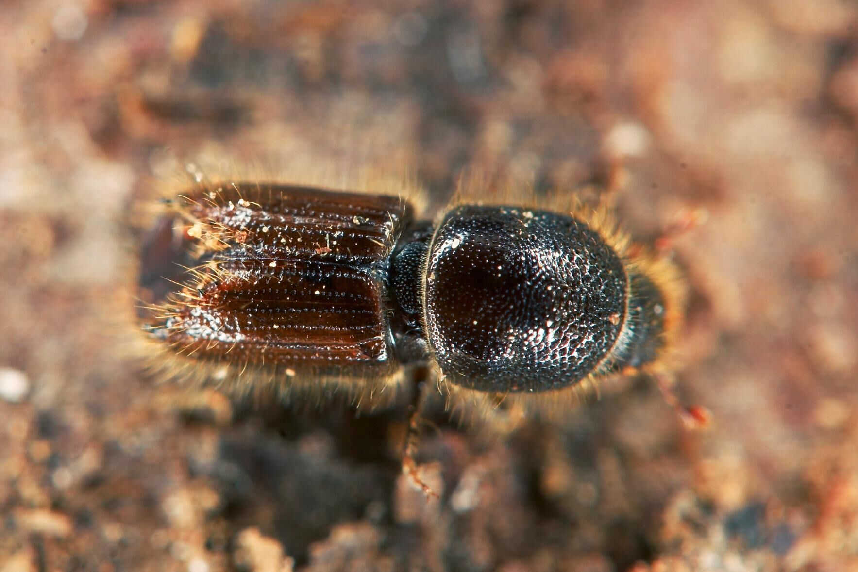 Kairomoner ska förvirra och lura granbarkborren.