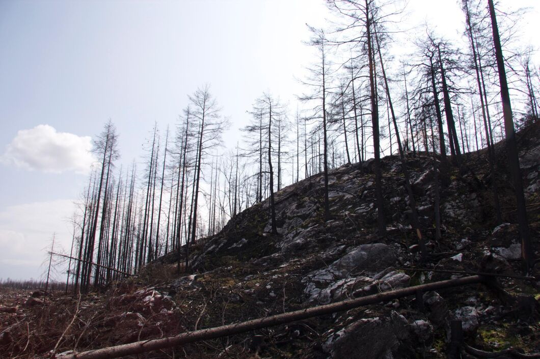 Staten bör betala anser skogsägaren Karl Hedin som fick 4 300 hektar skog brandskadad.