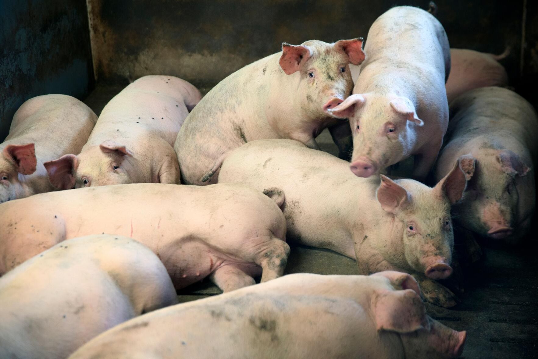 Svinpest smittar främst genom direktkontakt mellan tamgrisar, men kan också föras vidare genom transportbilar och människor. Svinpest smittar inte människor.