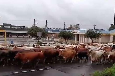 Tusentals djur i nöd efter stormen Harvey