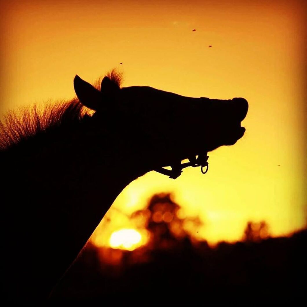 Stenarvets Espirito sniffar på världen. Anna Molin tog bilden i solnedgången.