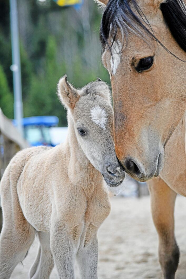 Fångade i ett ögonblick av närhet och trygghet. bild Hingstfölet Frejes Tyrion, född den 30 april med sin mamma KMS Diamond. Pappa heter Bayo Altivo och rasen är kigermustang.