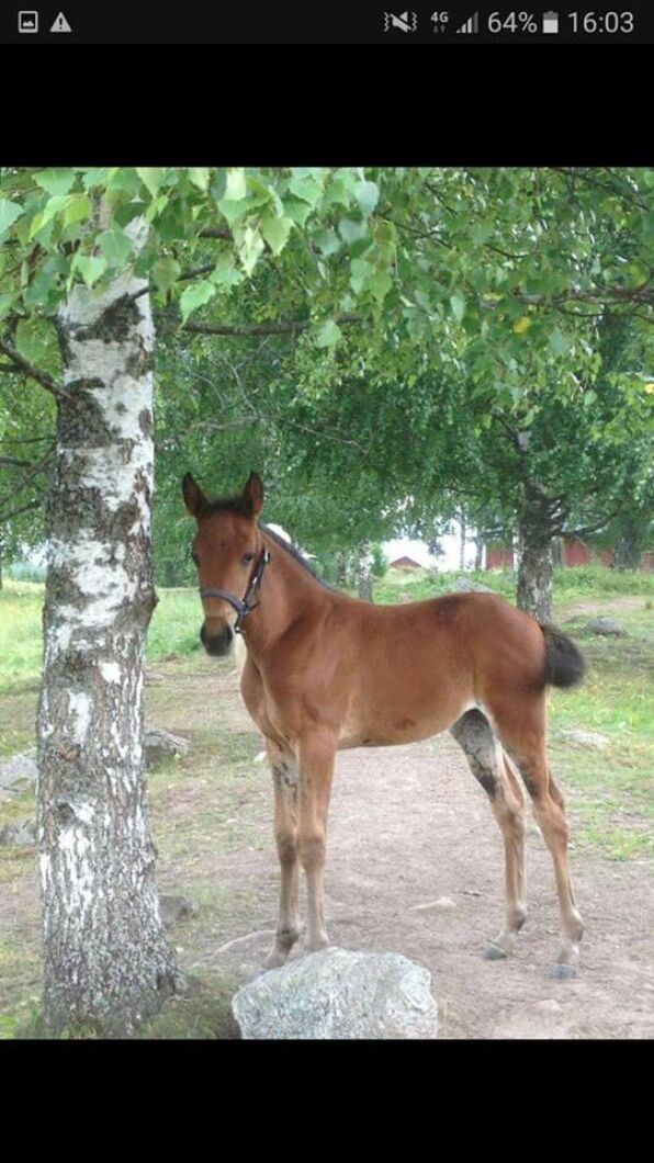 En av flera bilder Ida Jansson delat med sig av.