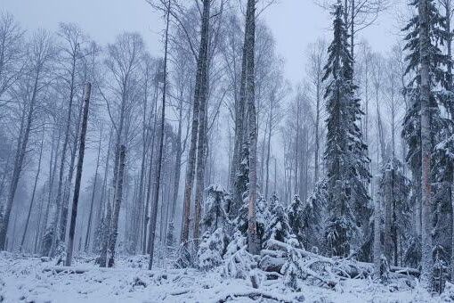 I samarbete med Birdlife Medelpad har SCA genomför en naturvårdsavverkning på ett 55 hektar stort område för att gynna fågelfaunan.