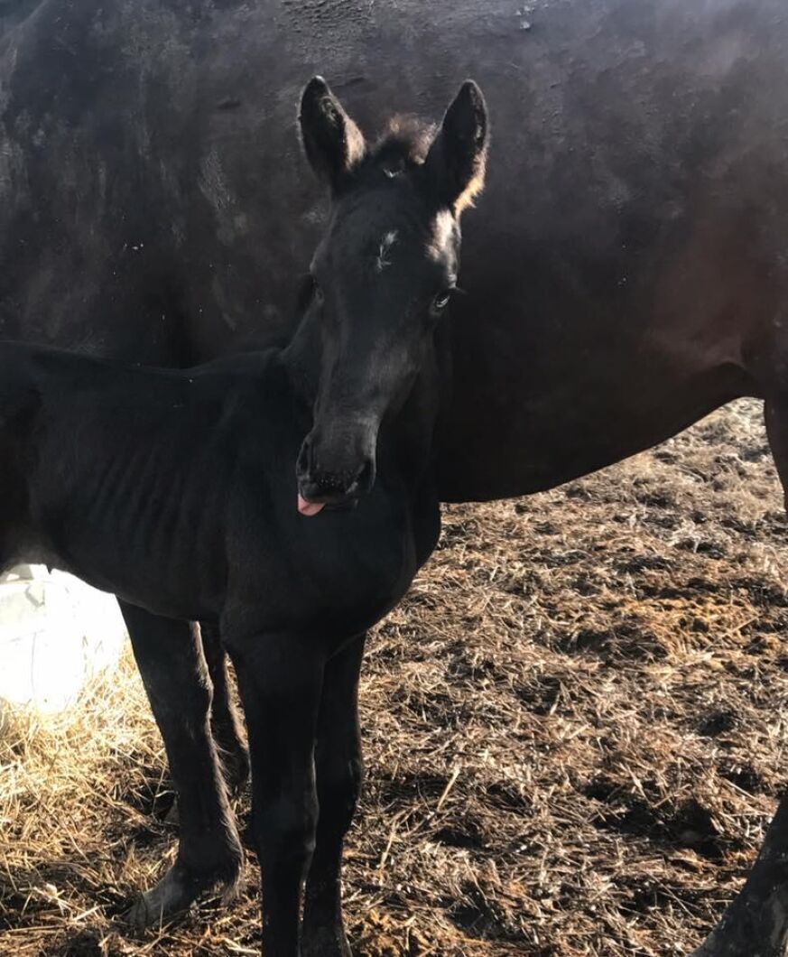 En svart liten skönhet. Foto: My Håkansson.