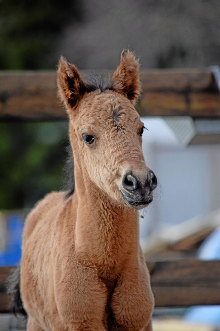 Stofölet, som är fött den 7 april, ser ut som en liten teddybjörn. Rasen är kigermustang och Frejes Troja, som hon döpts till, är e: Bayo Altivo u:KMS Rosie. Jessica Furman Monasdotter, Team Kiger, föder upp den i Sverige ovanliga rasen.