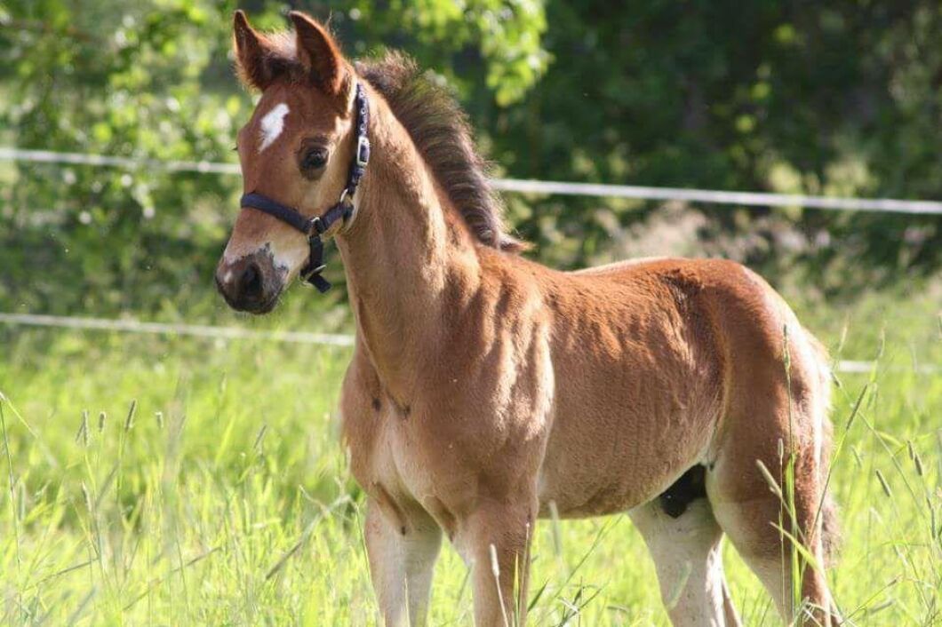 Föl är så tacksamma att fota. Foto: Ida Jansson,
