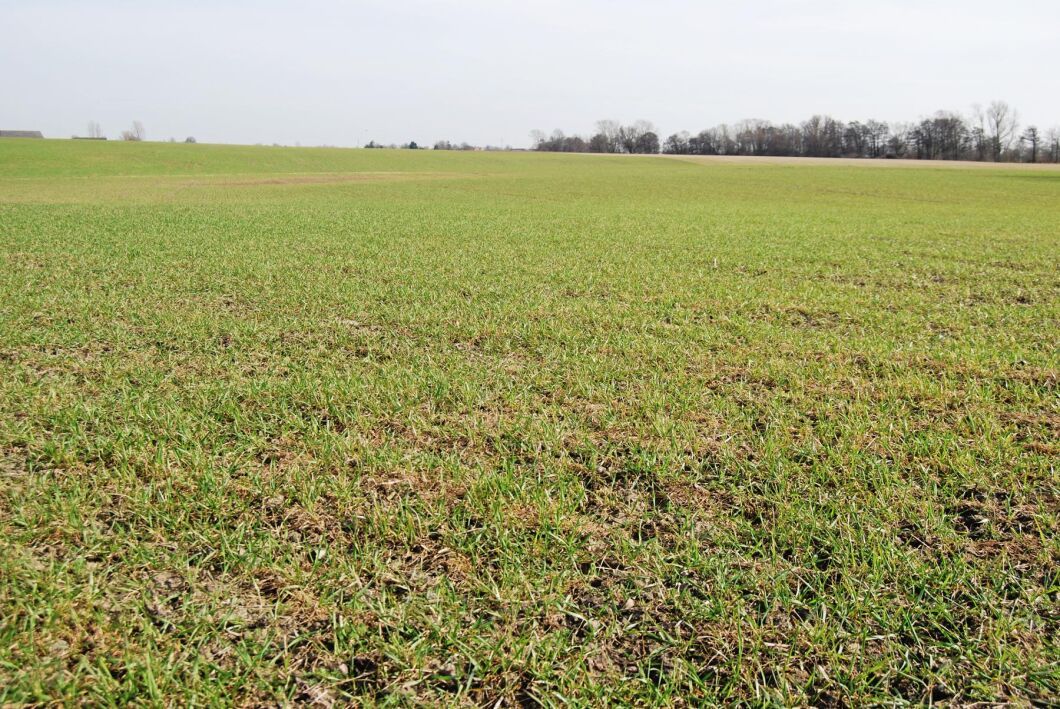 En kylig vår kan gynna rotutveckling och bestockning hos bland annat höstvete.