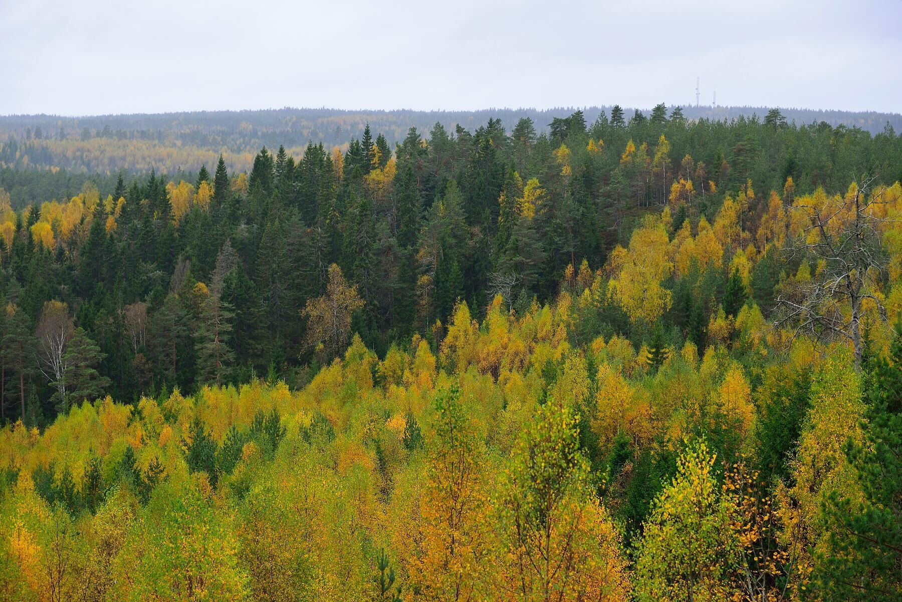 Ekoparker bidrar till att värna skogens mångfald.