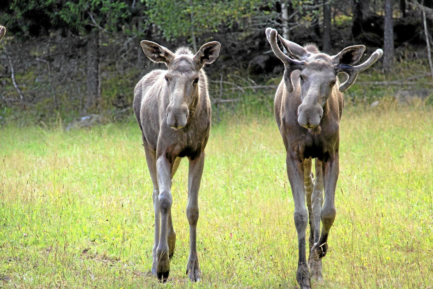 Tidigare varma somrar har en tredjedel av kalvarna dött innan den 1 september. Arkivbild.