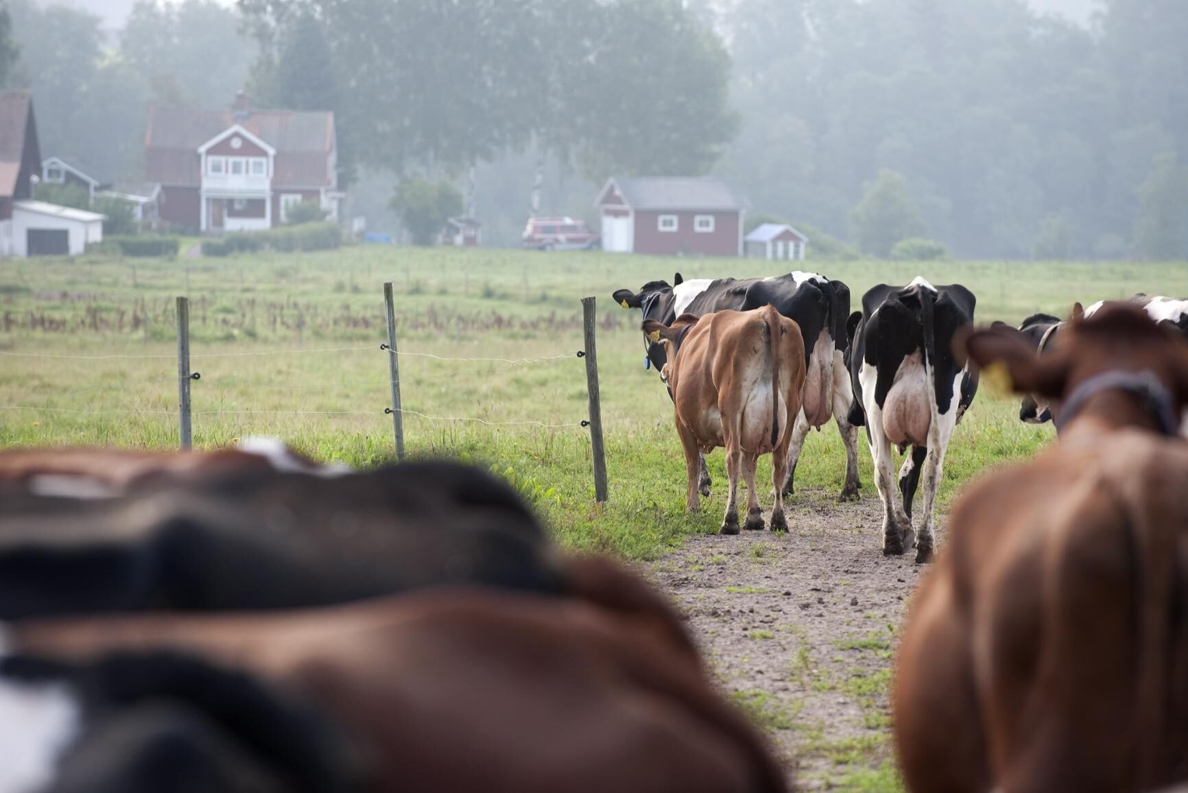 "Vår bild är att djur i Sverige kan få vård dygnet runt, i hela landet eftersom vi har en distriktsveterinärorganisation", skriver företrädare för Distriktsveterinärerna och Jordbruksverket. Arkivbild.