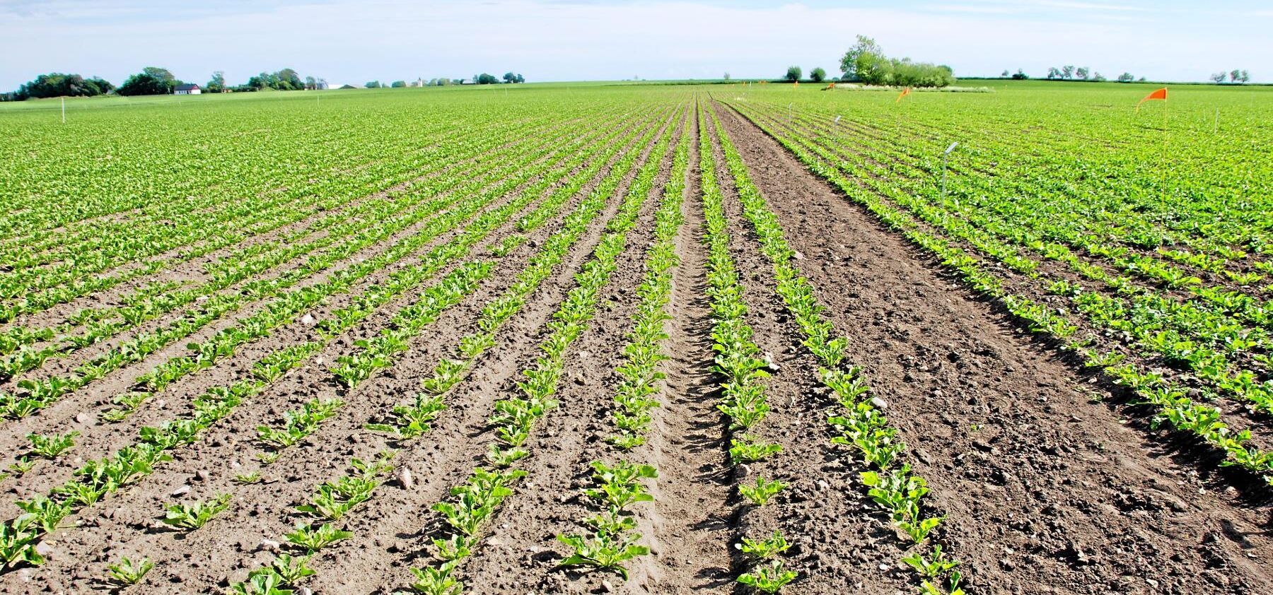 Kloridazon var använts mot ogräs i sockerbetsodlingen.