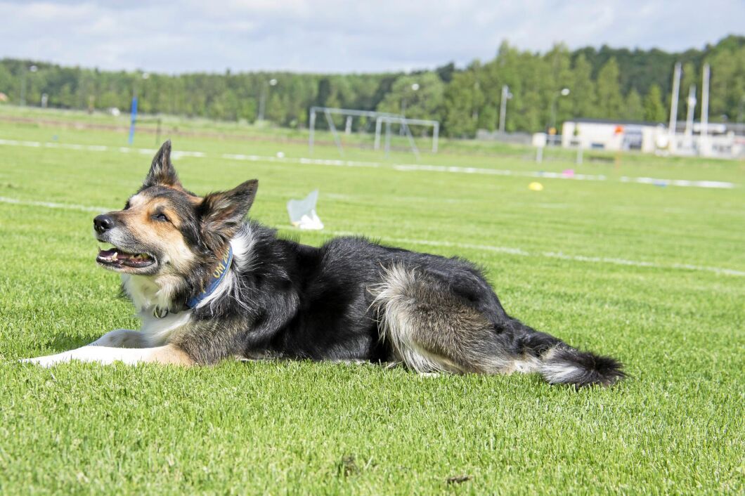 Alla registrerade border collie-valpar har föräldrar med godkända vallningsprov.