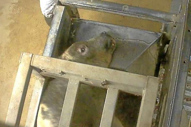 Bild från Animal Rights granskning av slakthuset i Izegem.