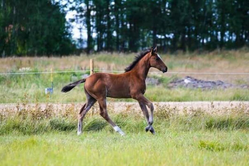 Ännu mer fölfrossa. Foto: Lena Larsson