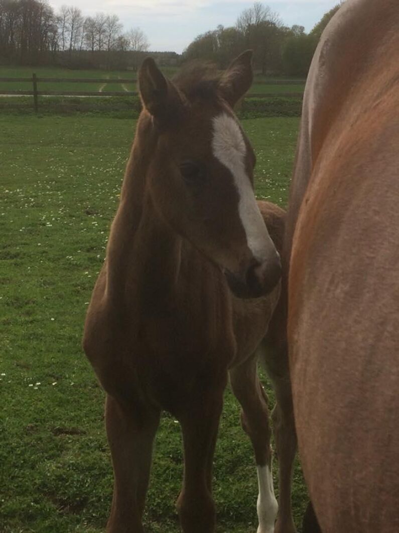 Fölfrossan tar aldrig slut. Bild Therese Thaler.