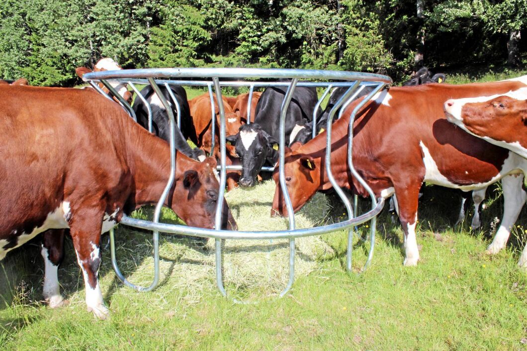 Konstruktionen minimerar spill. Tar djuren ett steg bakåt är de fortfarande inne i foderhäcken.