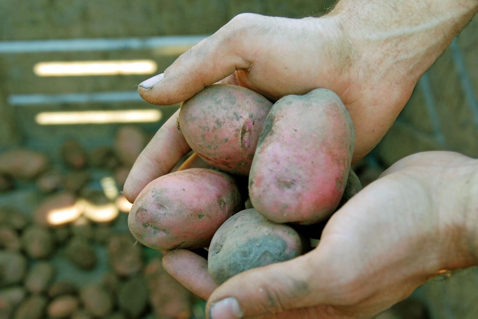 Regnet ställer till det för potatisodlarna.