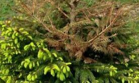 Importerad gran kan vara tickande bomb