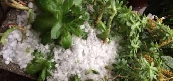 Jättehagel förstörde grödor för miljarder