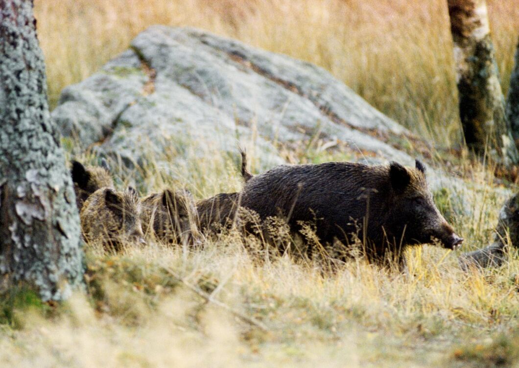 En sugga med kultingar. Vildsvinen är fotograferade i ett svenskt hägn.
