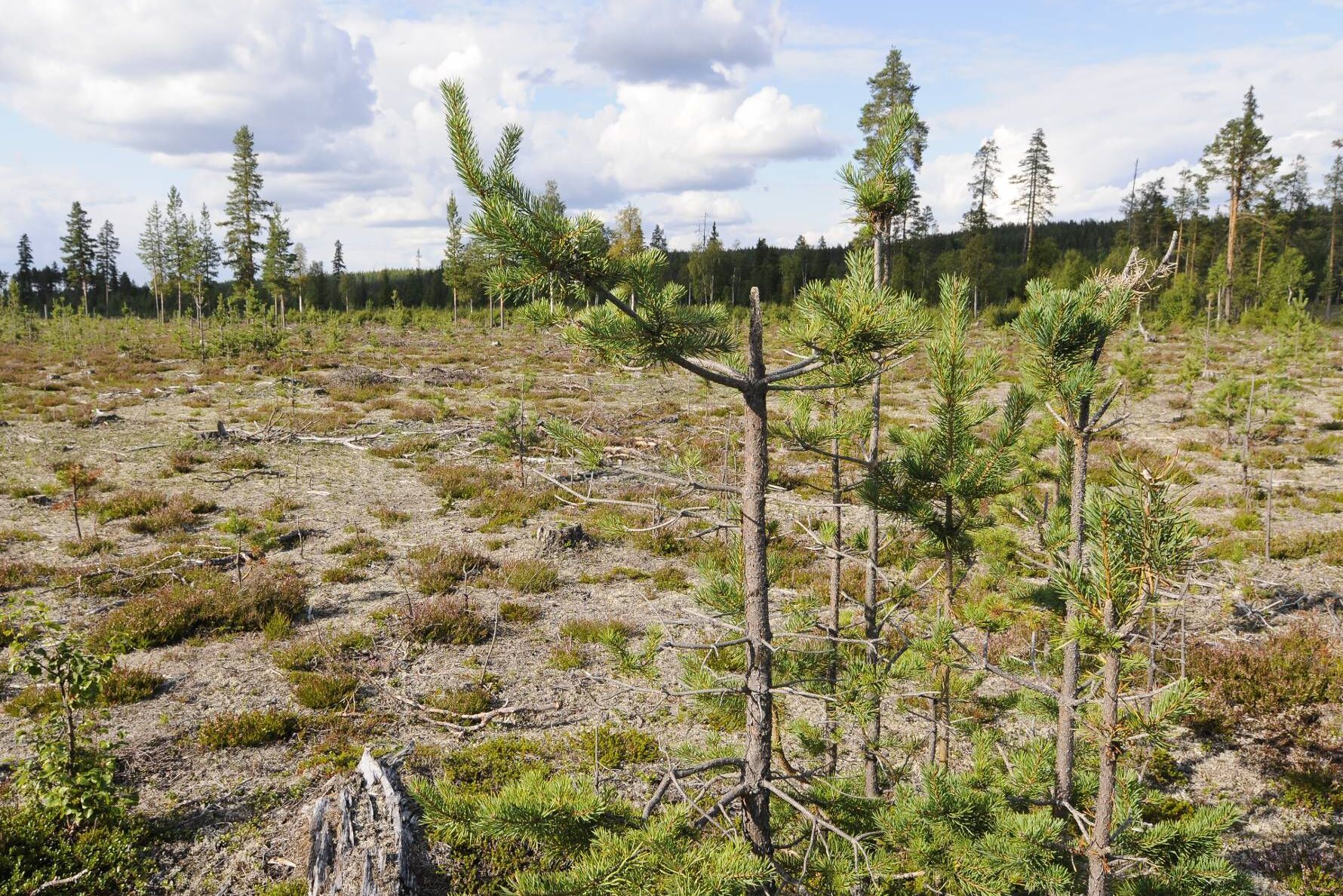 Finland höjer ersättningsnivån för betesskador på skogsplantor.