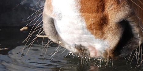 Avlivades på grund av salmonella
