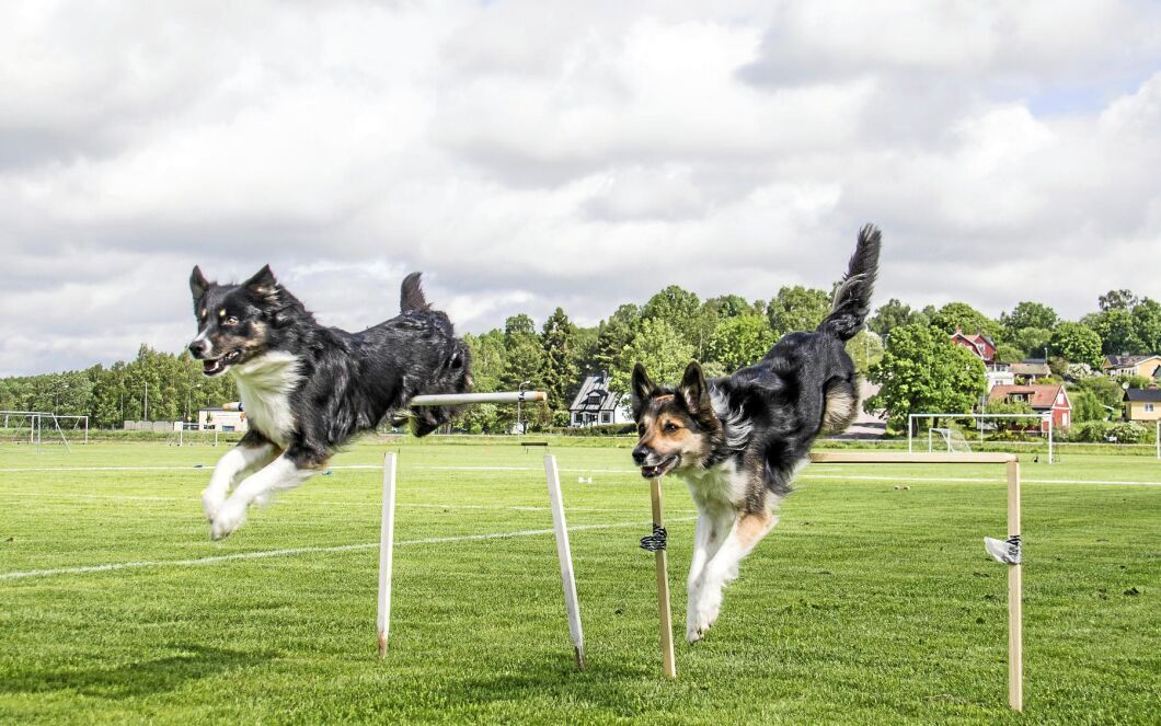 En hund som ska prestera på mästerskap måste träna lika mycket som en elitidrottare. Här är Snipe och Seven i full gång på träningsbanan.