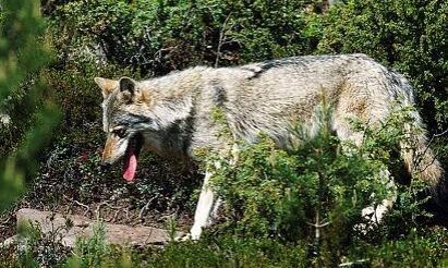 Varg skjuten – angripen av skabb