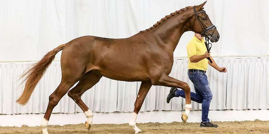 Hingsten visade upp gångarter utöver det vanliga och klubbades för rekordhöga 20,8 miljoner svenska kronor.