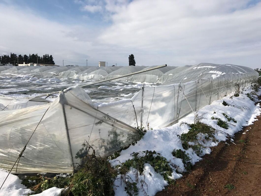 [STOR] Jordbruksorganisationerna talar om skador för minst sju miljarder efter snöovädret i Italien.
