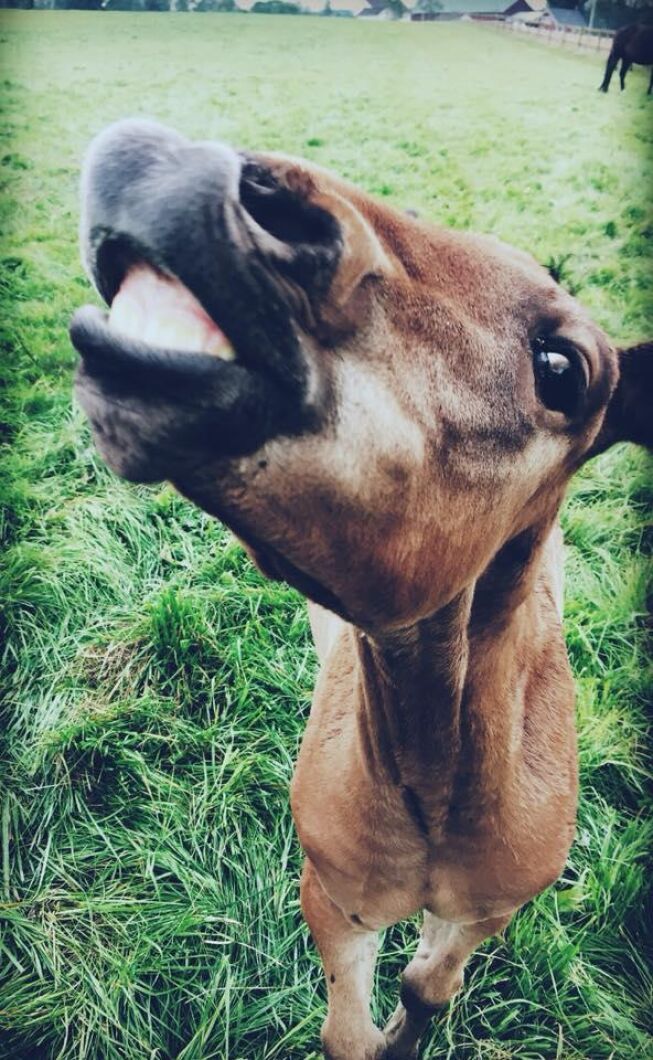 Härlig bildvinkel! Foto: Karro Svensson.