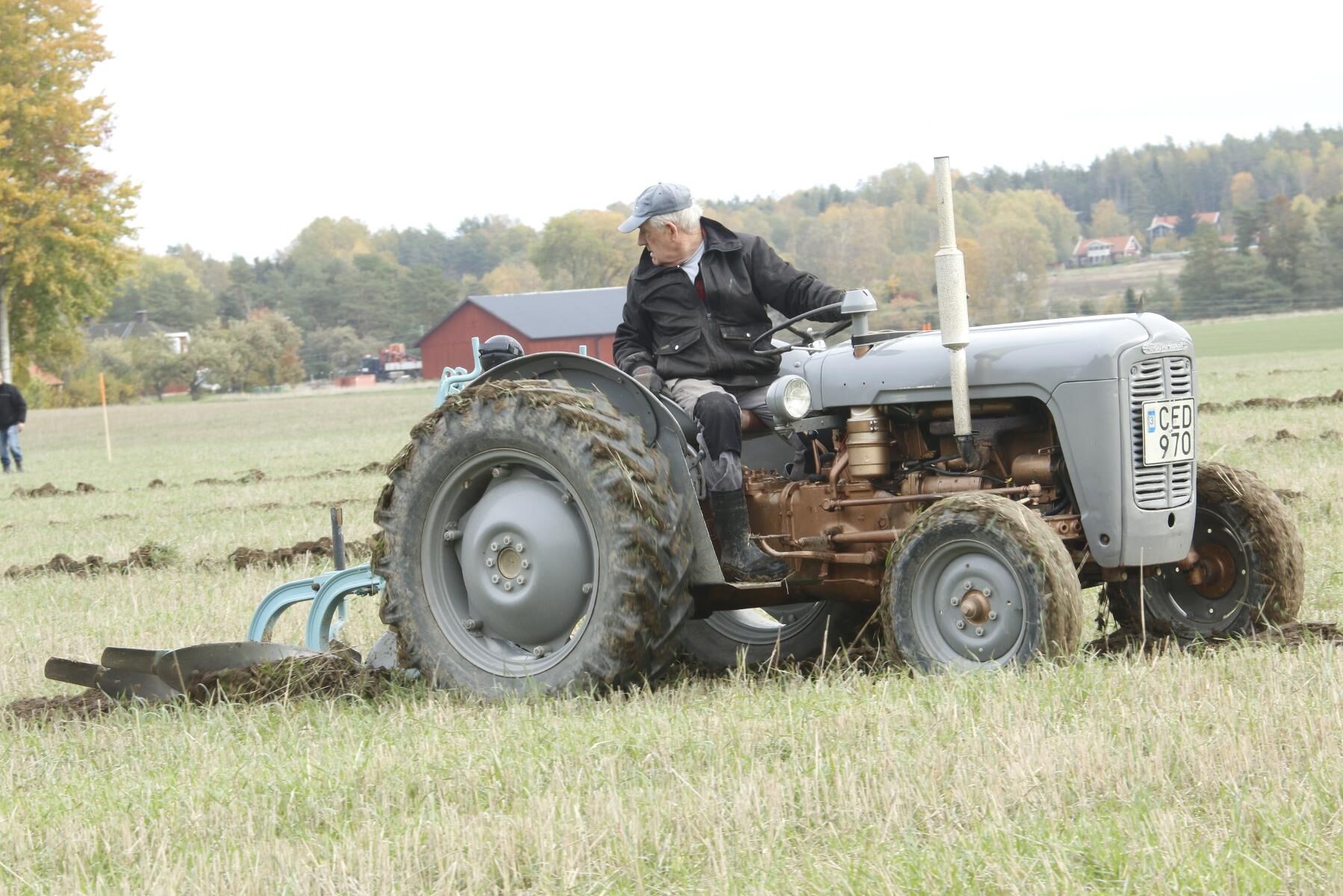 Bertil Mattsson plöjer säkert med Ferguson Guldkalv och han har tävlat närmare 20 gånger och vunnit flera gånger.