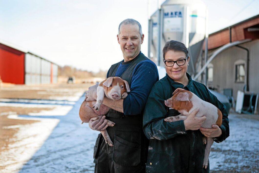 Örjan och Anna Bertilsson driver Persgård i Varberg. Deras suggor är de mest produktiva i Sverige.