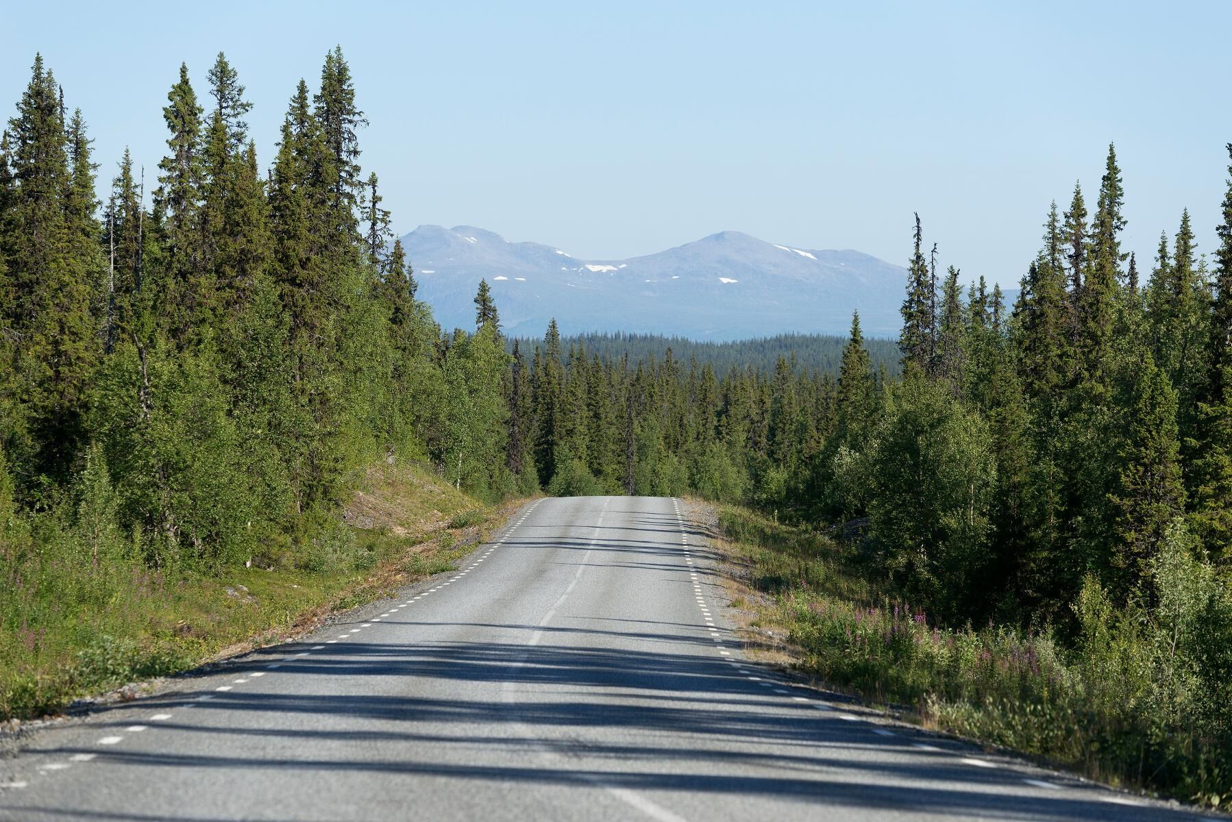 Skogsindustrin skulle mycket väl kunna göra mycket större avsättningar på egen mark, skriver Sverker Liden.