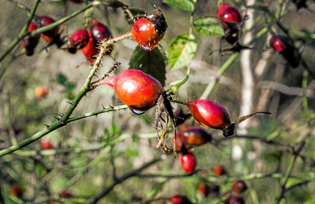 Vilda växter som nypon är mat från naturen.