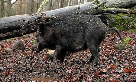 Larm efter att vildsvin hittats på Gotland