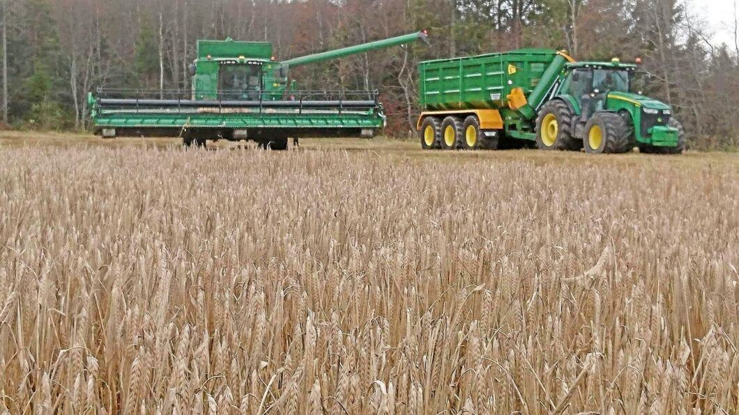 Vändning för spannmålsskörden i Norrland. Lantmännen får frakta spannmål söderut när torkanläggningen är full i Degernäs utanför Umeå.