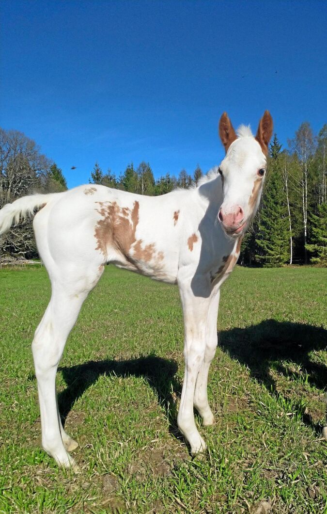 Frosty Pearl of Heaven, kallad "Elsa", en riktig skönhet med udda teckning och fuxiga öron. Rasen är American Paint horse och hon är e: David Frost och u: Touch of heaven Petra Davidsson har fött upp och fotograferat.