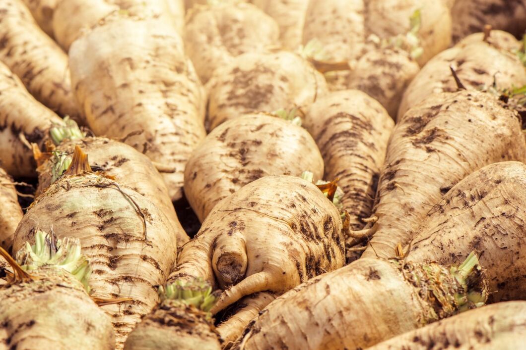 Skadorna på sockerbetsskörden ser ut att ha blivit begränsade.